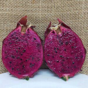 COPY - Sugar Dragon - Dragon Frui Cutting 6-8 inches